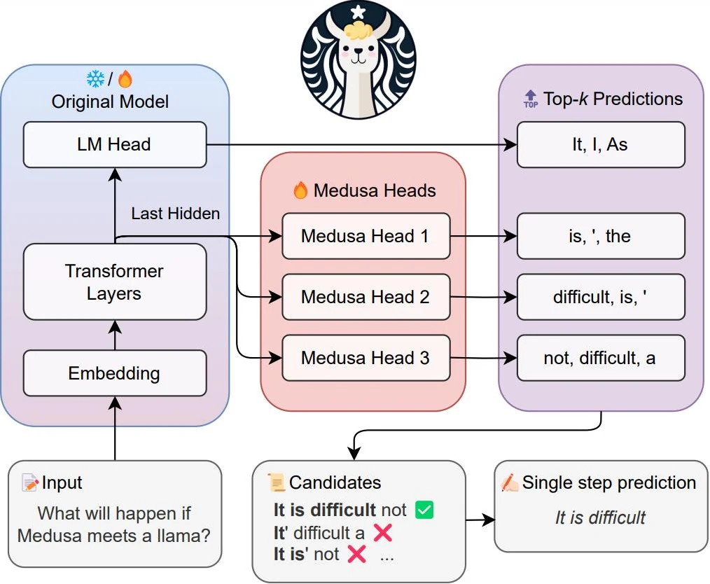 Medusa architecture from Cai et al., 2024: extra decoding heads on the last hidden state propose tokens for the next positions, verified in one step
